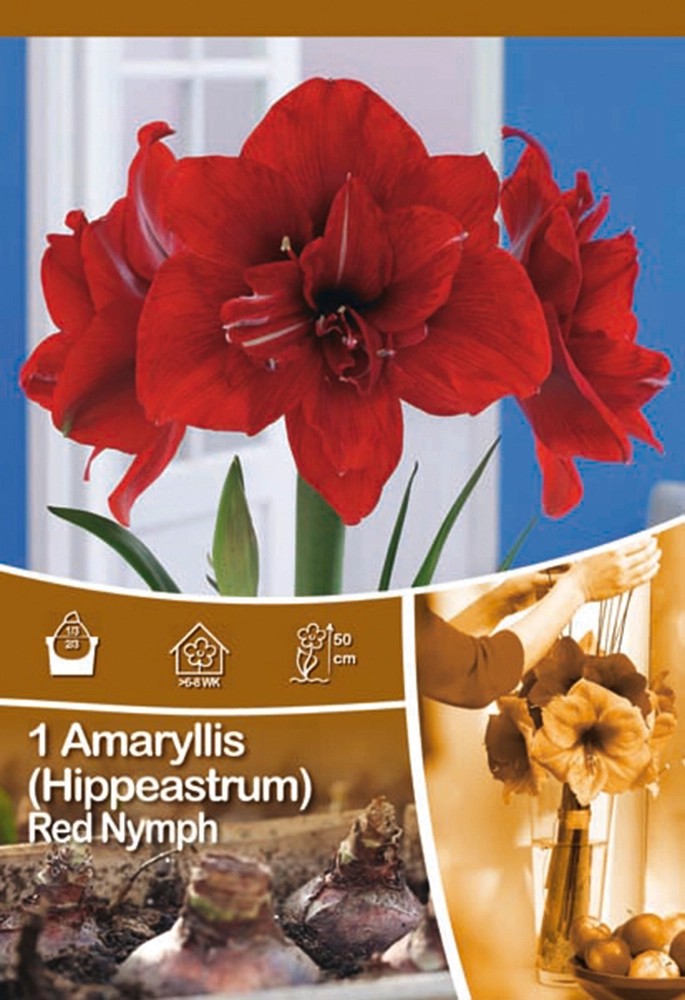 Amaryllis Red Nymph kaufen bei OBI