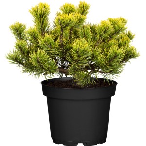 OBI Zwergkiefer "Wintergold" Höhe ca. 20 - 30 cm Topf ca. 4,6 l Pinus mugo