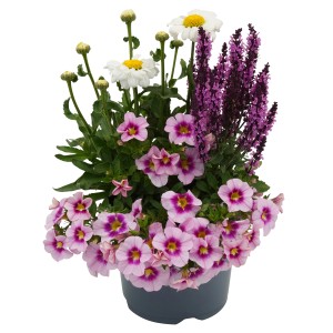 Gattungsmix Beetpflanzen und Stauden Bloomix Mix Höhe ca: 50 - 70 cm