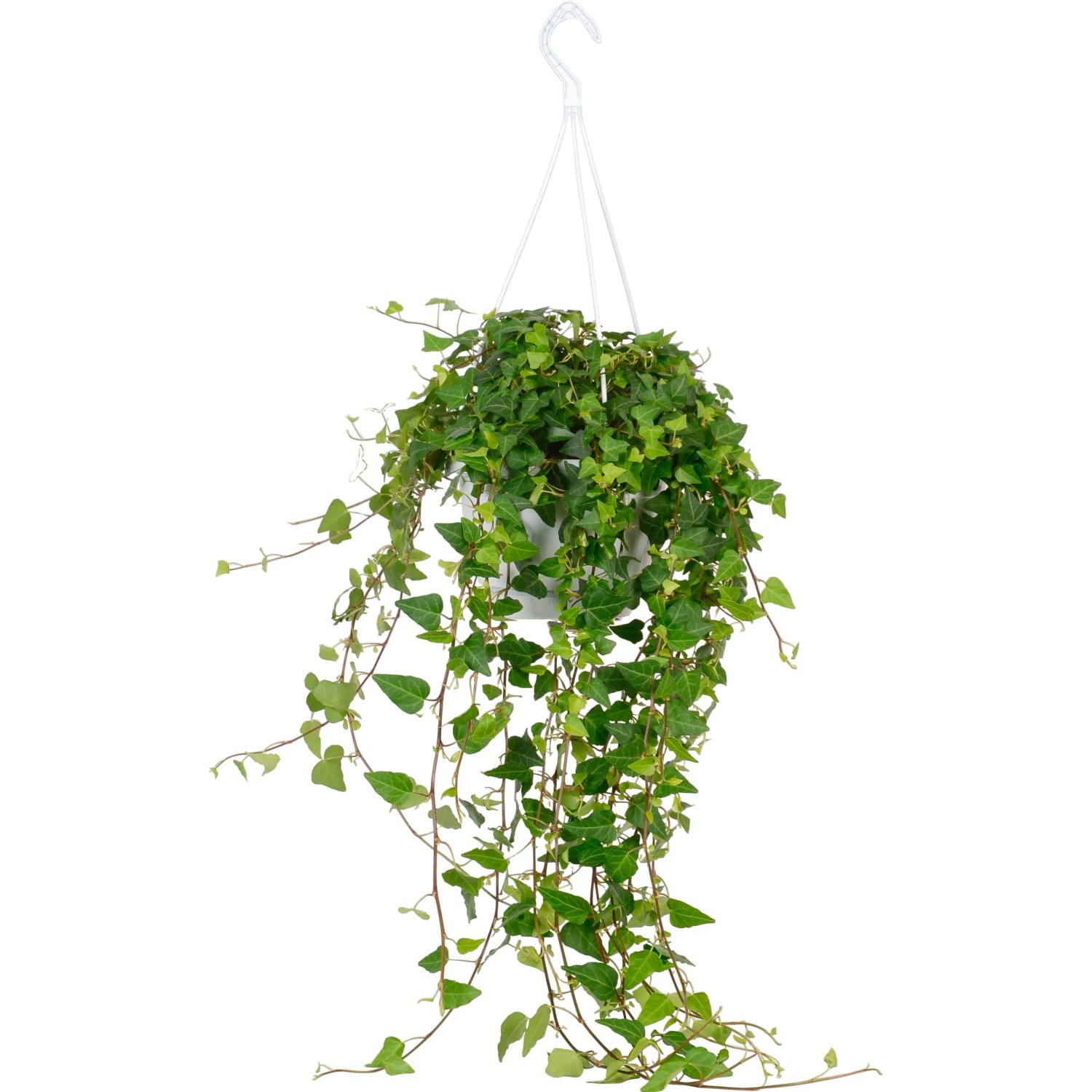 drachenbaum draußen überwintern Dracaena Draco XL 220cm, kanarischer Drachenbaum – toskanagartenshop
