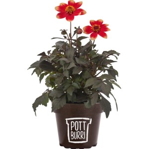 Pottburri Dahlie in Spezialfarben im Topf (ca. 13 cm Ø).