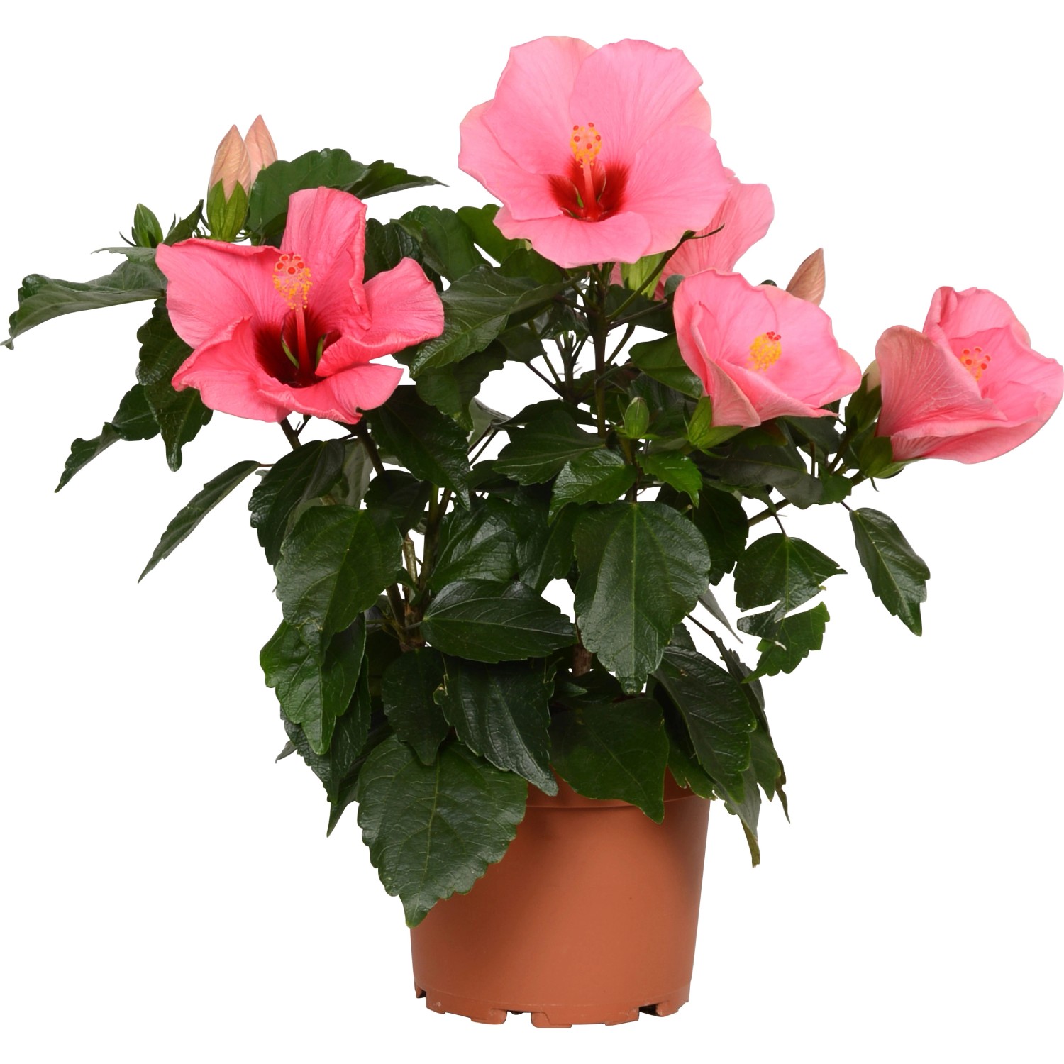 HibisQs verschiedene Farben TopfØ ca. 12 cm Hibiskus kaufen bei OBI
