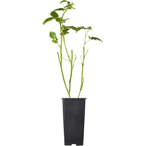 GROW by OBI Bio Brombeere Black Satin im Topf, grüne Blätter. Ideal zum Anpflanzen im Garten.