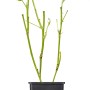 GROW by OBI Bio Brombeere Black Satin im Topf, grüne Blätter. Ideal zum Anpflanzen im Garten.