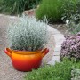 Blu Bio-Currykraut im Topf (Ø 12cm) mit rot-orangem Übertopf im Garten.