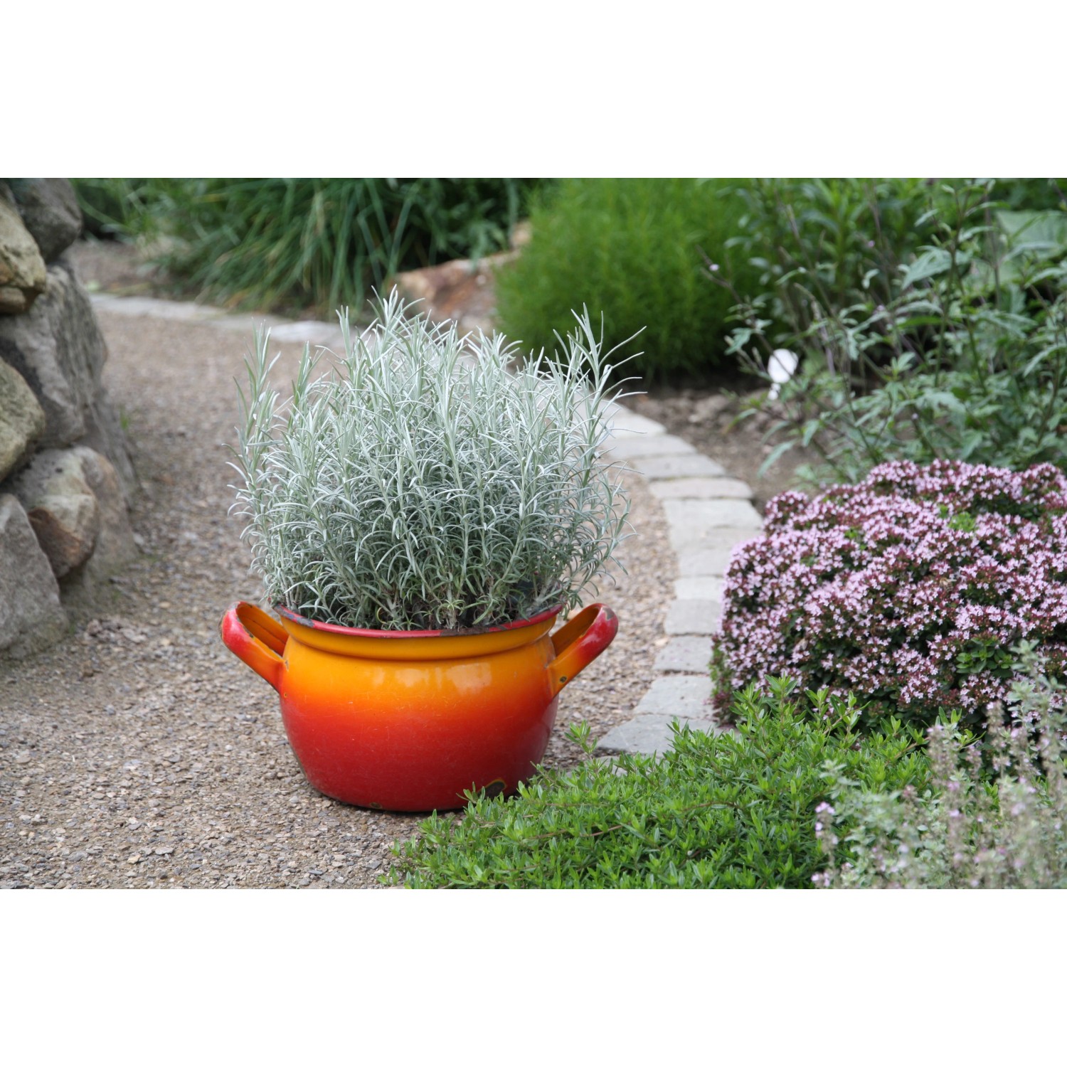 Blu Bio-Currykraut im Topf (Ø 12cm) mit rot-orangem Übertopf im Garten.