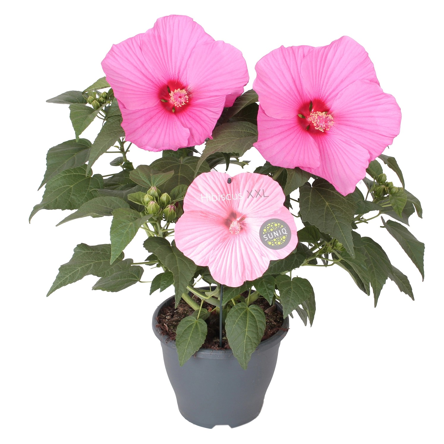 Hibiskus in Farben Höhe ca. 60 cm TopfØ ca. cm 23 cm Hibiscus