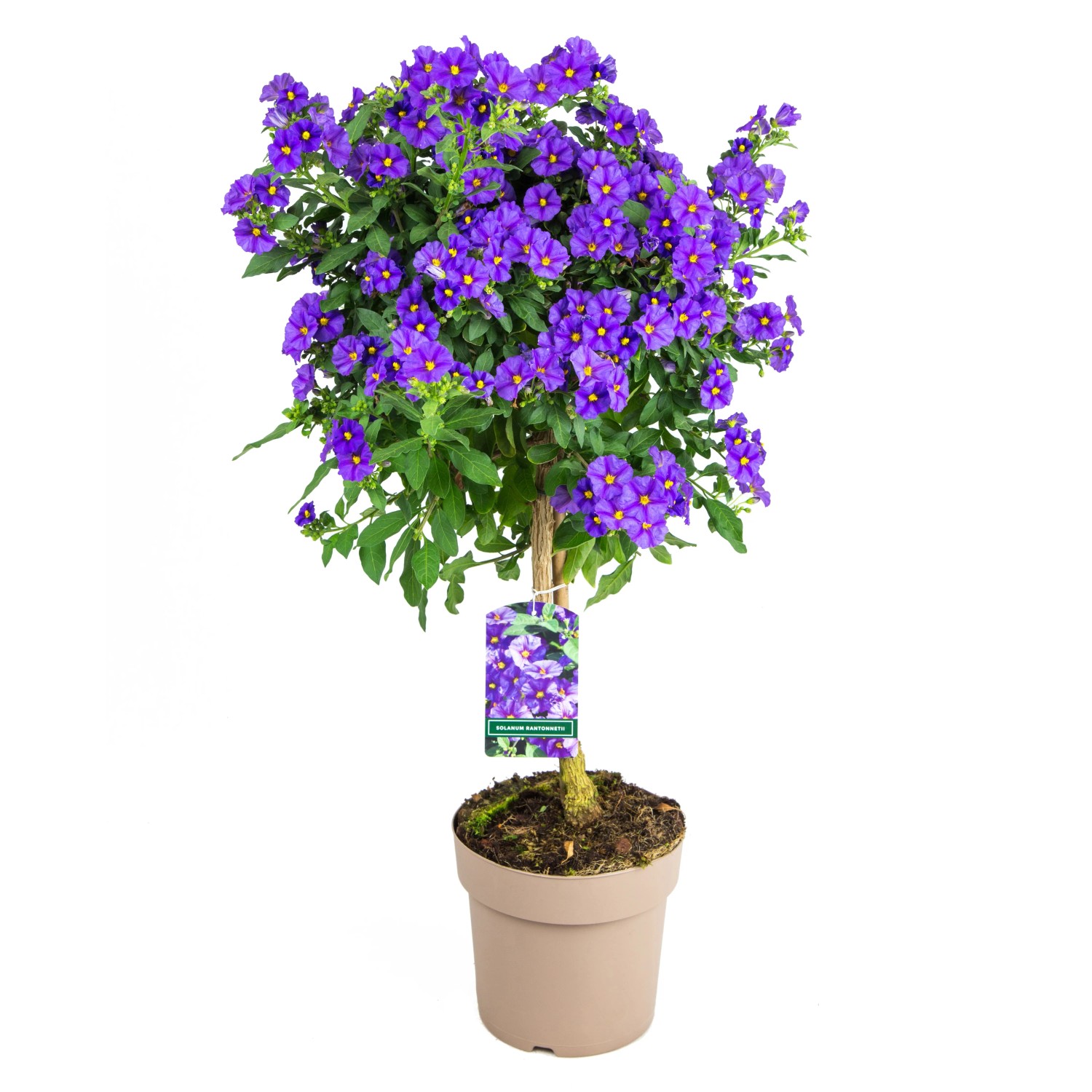 GROW by OBI Enzianbaum Stamm Blau Hhe 60 cm Topf- 17 cm Solanum  rantonetti kaufen bei OBI