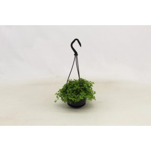 Grüne Ampelpflanze im Topf, ca. 10,5 cm Durchmesser, hängend.