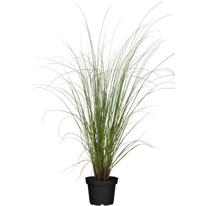 GROW by OBI Kleines Pampasgras"Evita" Höhe ca. 40 - 60 cm Topf ca. 3 l