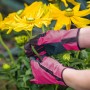 Pinke Floristikhandschuhe Gr. 7 beim Schneiden einer Blume im Garten.