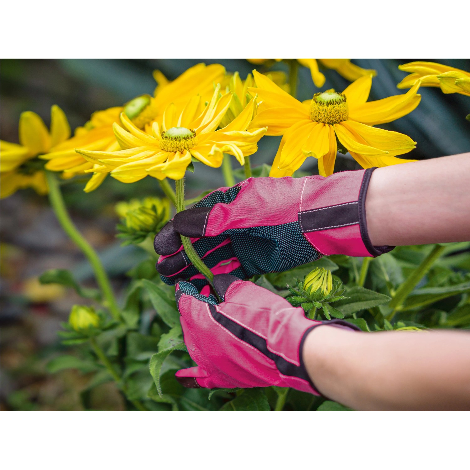 Pinke Floristikhandschuhe Gr. 7 beim Schneiden einer Blume im Garten.