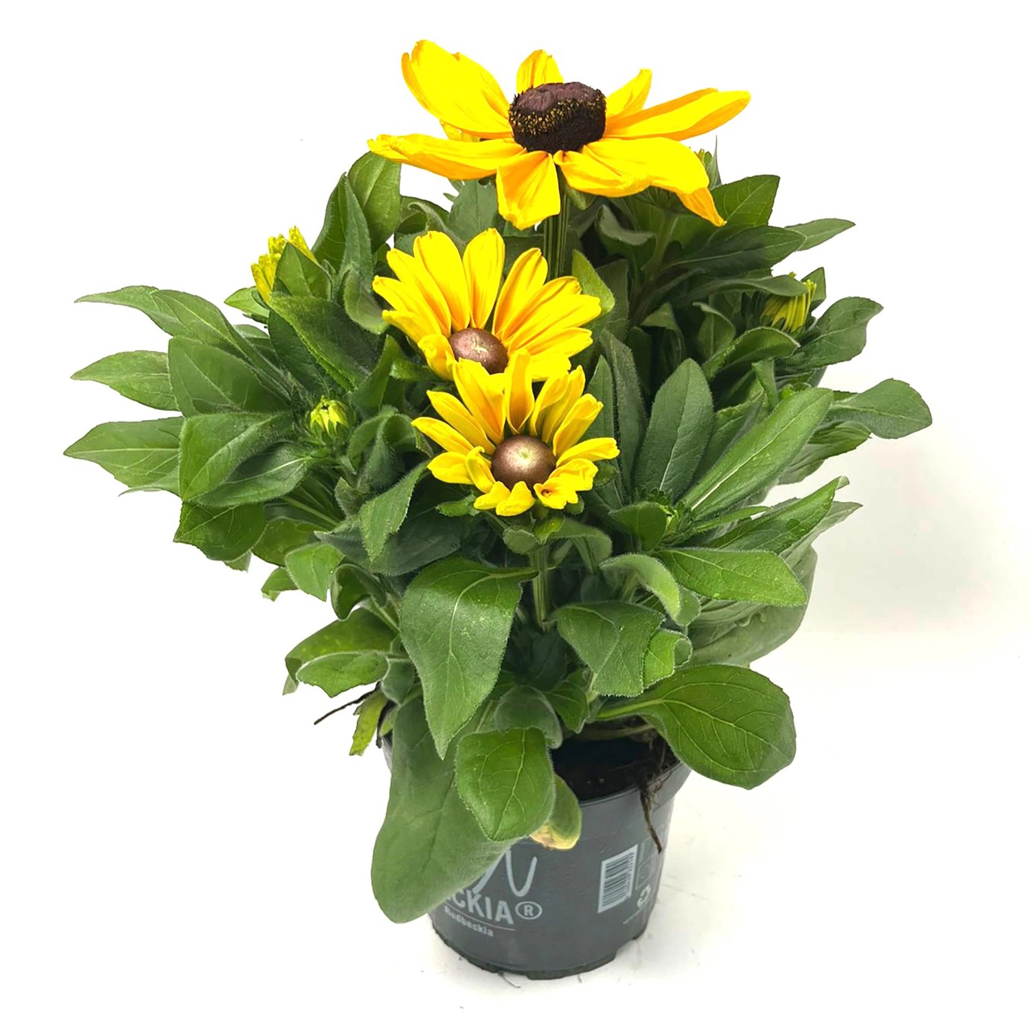 GROW by OBI Sonnenhut Höhe ca. 50 cm Rudbeckia Hybrid Summerina XL