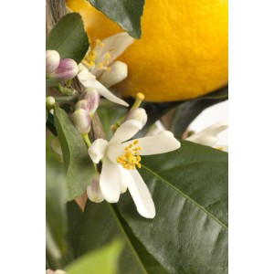 Nahaufnahme: Citrus Stamm Zitrone mit Blüte und Frucht im Topf.