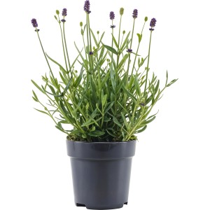Lavendel "Anouk Viva Felice" Farbenauswahl Topf-Ø ca. 10 cm Lavandula ang.