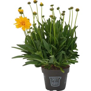 Mädchenauge (Coreopsis) im Topf, gelbe Blüten und grüne Blätter.