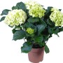 Zimmerhortensie mit hellgrünen Blüten im braunen Topf, ca. 14 cm Topf-Ø.