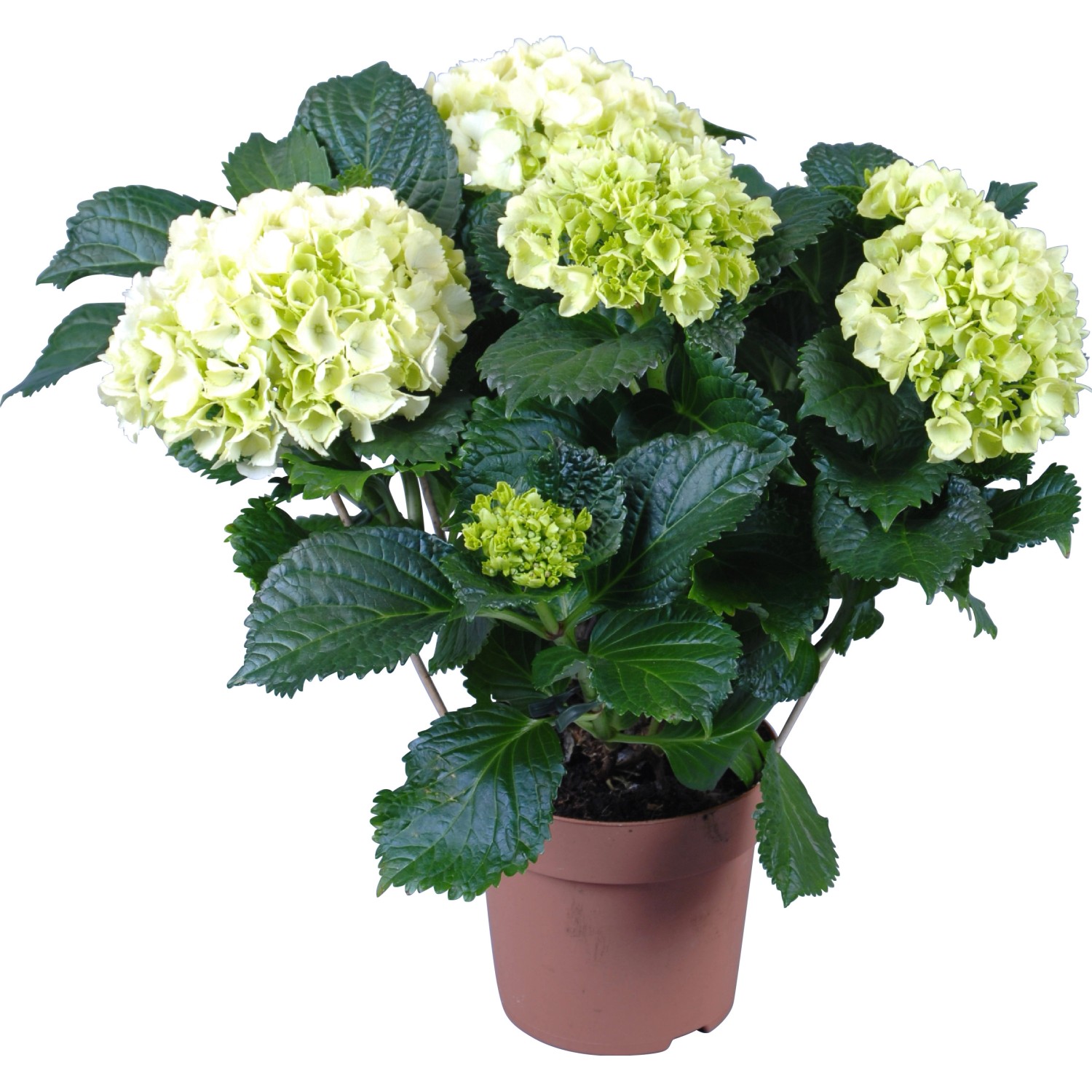 Zimmerhortensie mit hellgrünen Blüten im braunen Topf, ca. 14 cm Topf-Ø.