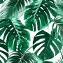 Fototapete mit tropischen Palmen- und Monstera-Blättern in Grün und Weiß.