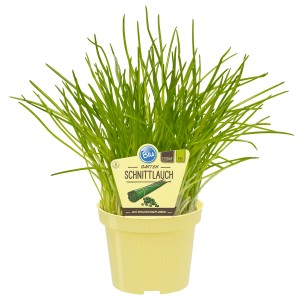 Blu Bio-Gartenschnittlauch im Topf, ca. 12 cm Ø, frisches Küchenkraut für Garten und Balkon.