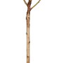 Sauerkirsche 'Schwäbische Weinweichsel' im Topf, ca. 120-140 cm hoch.