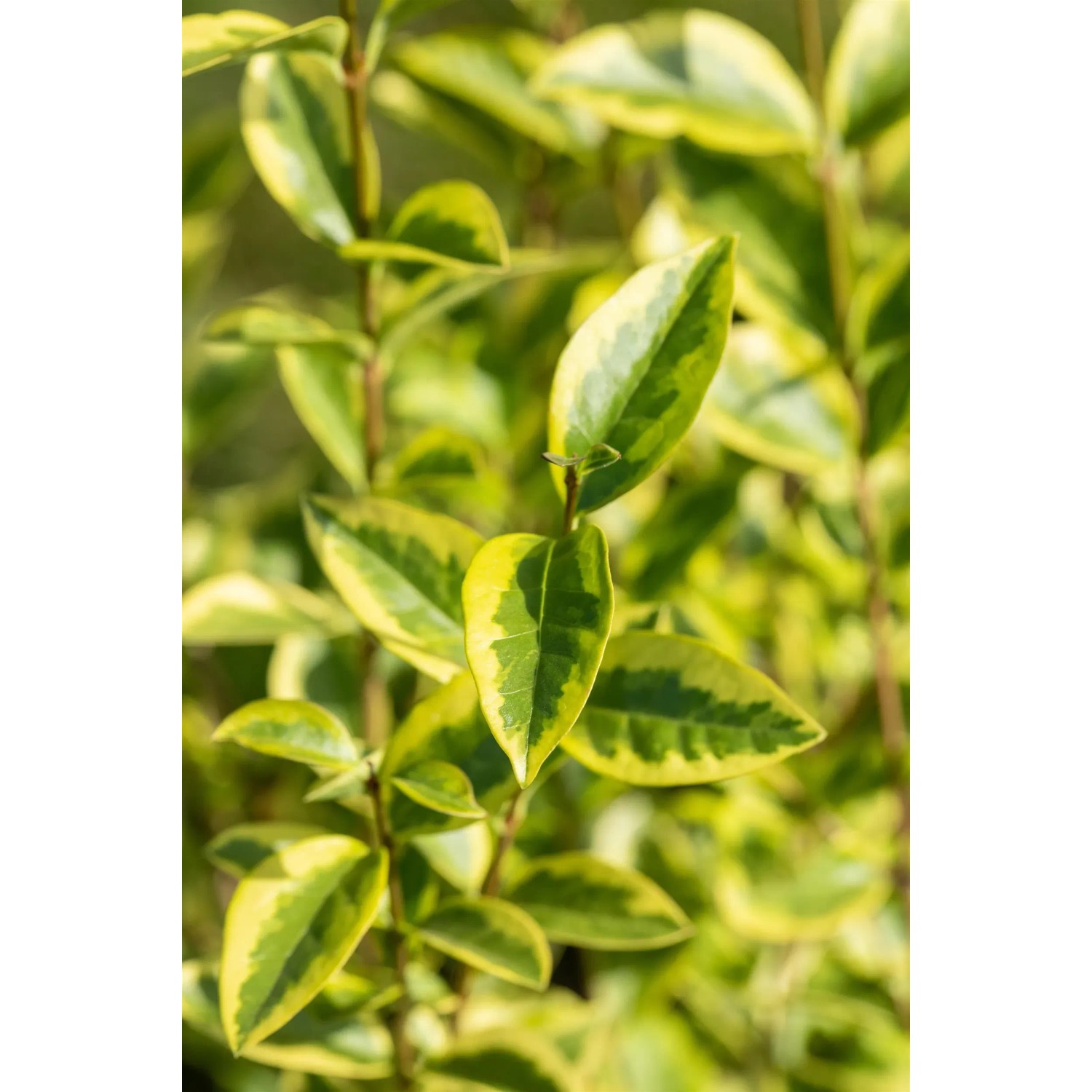GROW by OBI Liguster Aureum Hhe ca. 80 -100 cm Topf ca. 10 l kaufen bei OBI