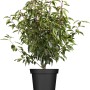 Kirschlorbeer "Angustifolia" Set à 20 Stück Höhe ca. 80-100 cm Prunus lusitanica