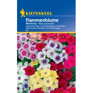 Kiepenkerl Flammenblume Mischung, mehrfarbig. Blumensamen für Beet, Balkon und Steingarten.