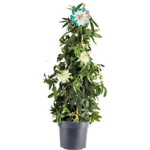 Passionsblume 'Passiflora caerulea' als Pyramide im Topf, weiße Blüten und grüne Blätter.