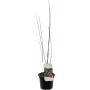 Feuerahorn (Acer ginnala) im 3L Topf, ca. 40-60cm hoch.