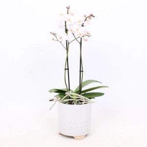 Weiße Schmetterlingsorchidee im Keramiktopf, Topf-Ø 12cm. Elegante Zimmerpflanze für helle Standorte.