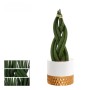 Bogenhanf in Sorten im Keramik-Gefäß Topf-Ø ca. 9 cm Sansevieria Cylindrica_5