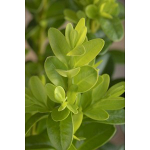 Detailaufnahme des grünen Buchsbaum Faulkner (Buxus microphylla) von GROW by OBI.