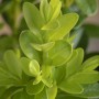 Detailaufnahme des grünen Buchsbaum Faulkner (Buxus microphylla) von GROW by OBI.