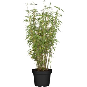 Gartenbambus Jumbo (Fargesia) im Topf, Höhe 60-80 cm, als attraktiver Sichtschutz.