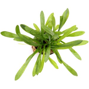Dennerle Aquariumpflanze Sagittaria Subulata Var. Pusilla, kleines Pfeilkraut mit grünen, bandförmigen Blättern.