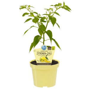 Blu Bio-Chili Lemon Drop Pflanze im Topf, ca. 12 cm. Gelbe Chili Sorte mit zitronigem Aroma.