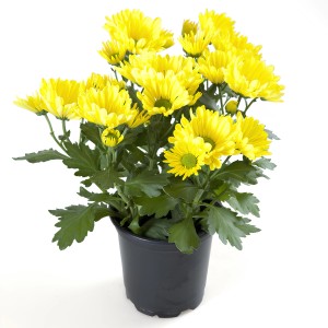 Gelbe Chrysantheme im Topf, ca. 25 cm hoch, Topf-Ø ca. 12 cm.