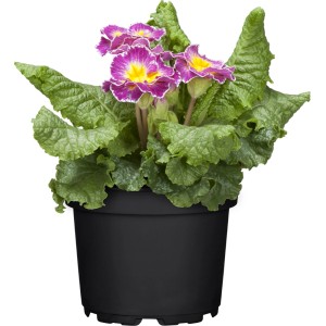 Rosa-weiße Primel Siroccoco im Topf, eine farbenfrohe Frühjahrsbepflanzung für Beet, Balkon oder Kübel.