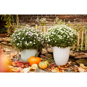 Herbstliche Szene mit zwei Chrysanthemen im Topf, Kürbissen und bunten Blättern.