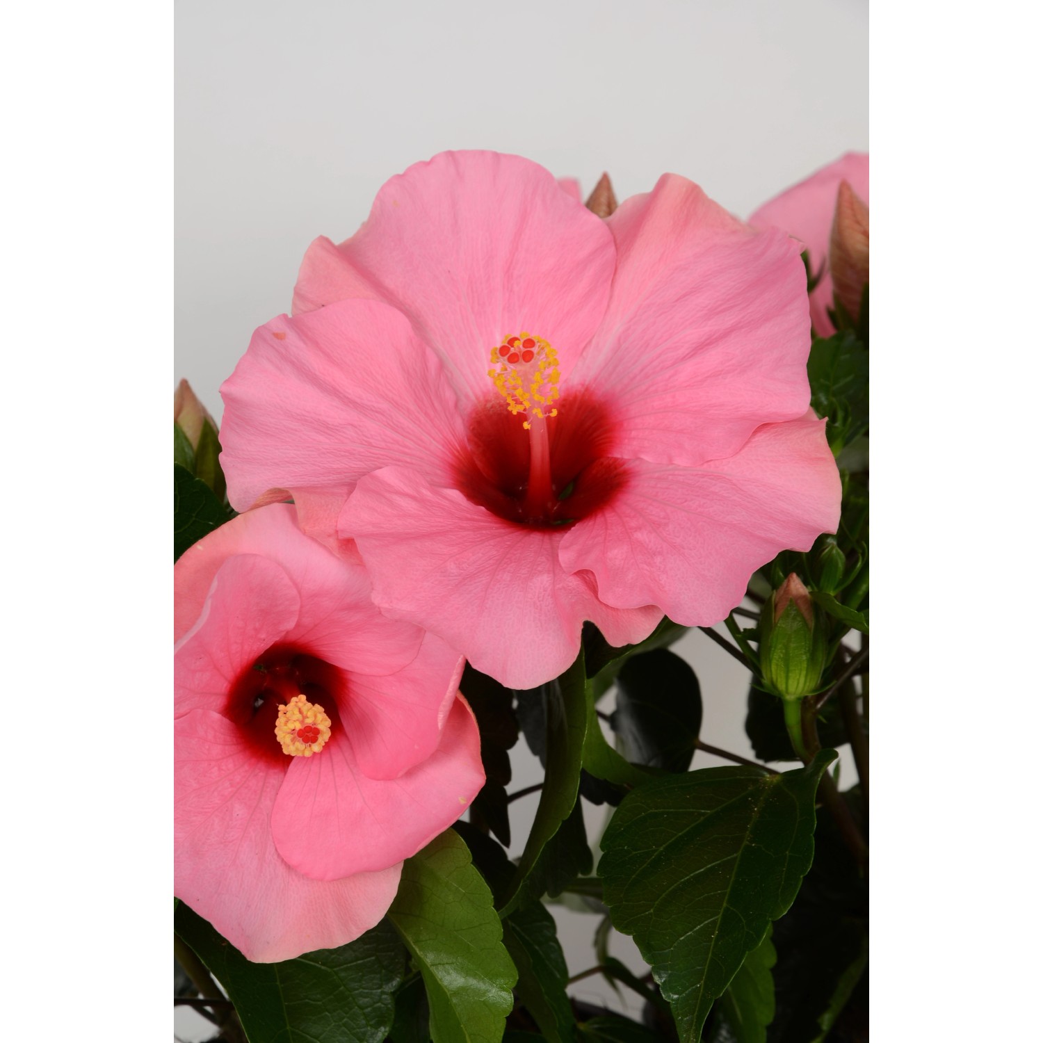 Roseneibisch "HibisQs" Rosa TopfØ ca. 13 cm Hibiscus rosasinensis