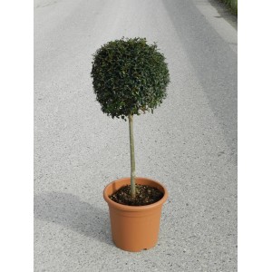 GROW by OBI Ionischer Liguster als Kugel im Topf, ca. 65cm hoch.