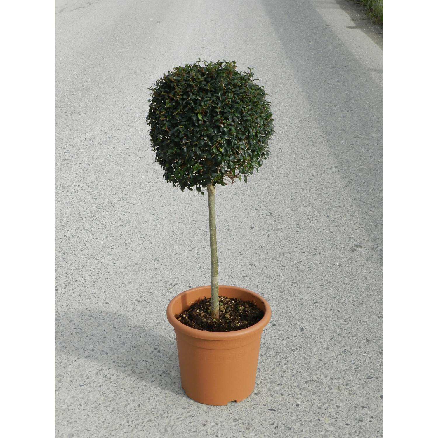 philodendron princess marble Philodendron Pink Princess Marble – 4.5