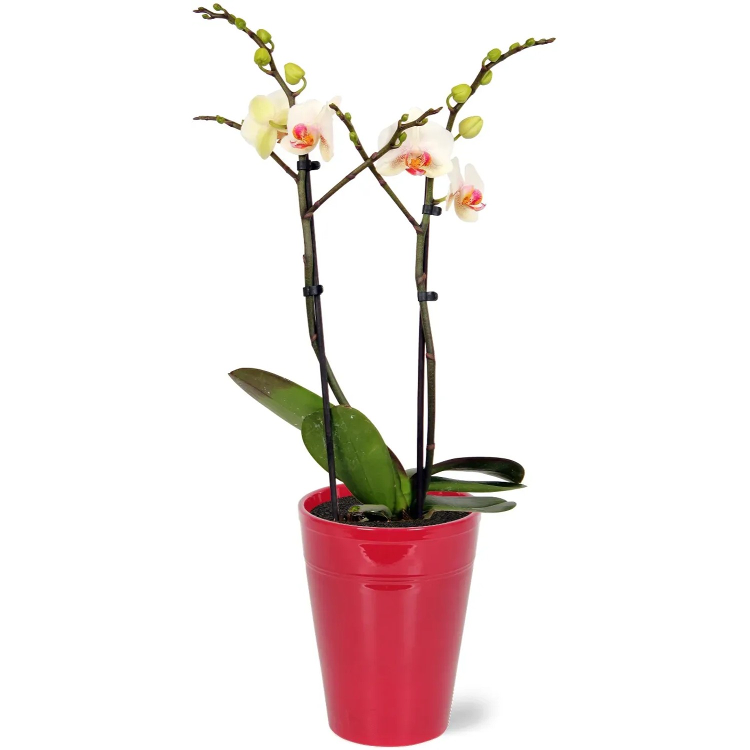 Schmetterlingsorchidee Red Lip im roten Keramiktopf, Topf-Ø 12cm, mit zweifarbigen Blüten.