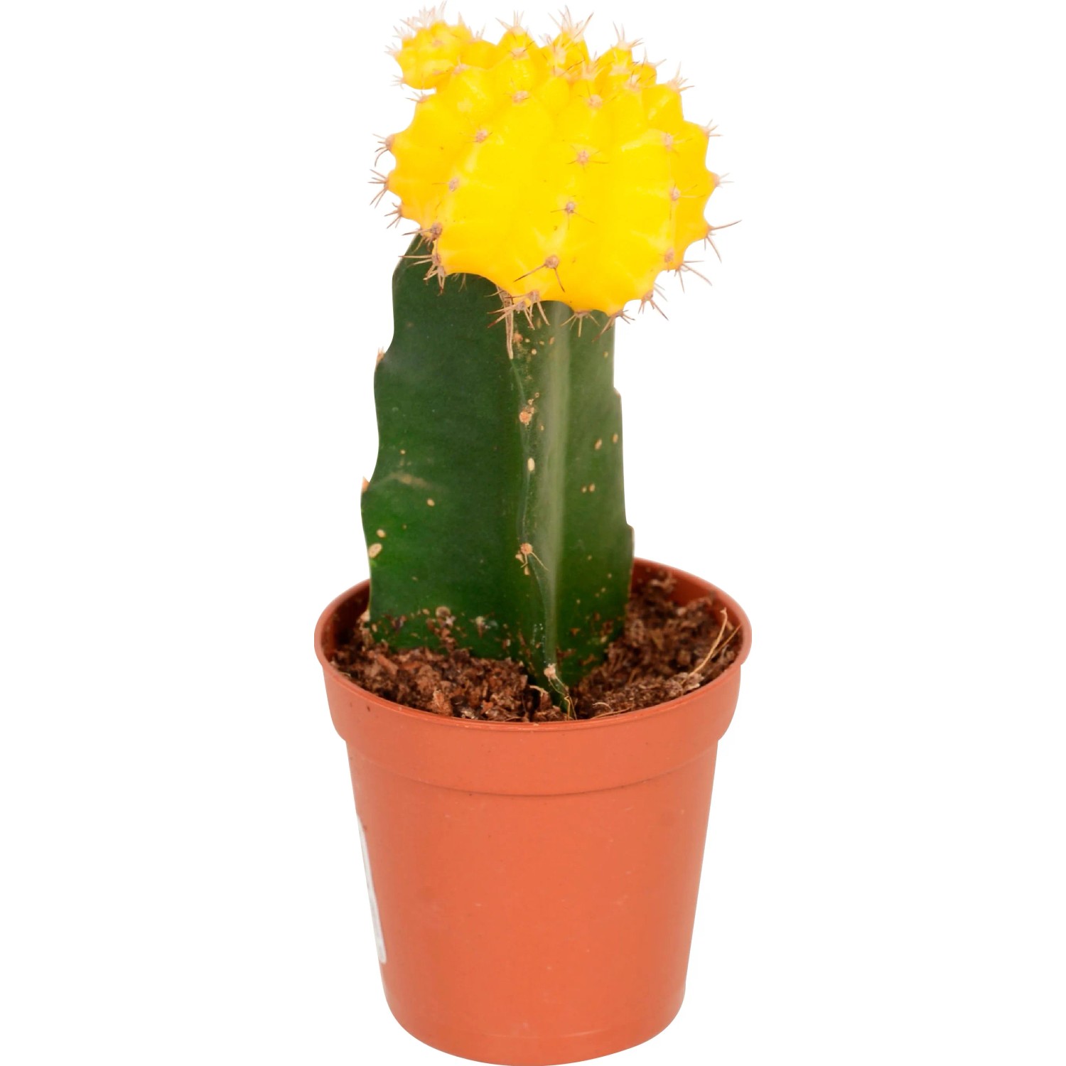 kirschlorbeer 2 meter Portugiesischer Kirschlorbeer Angustifolia Hhe 140-160 cm Ballenware