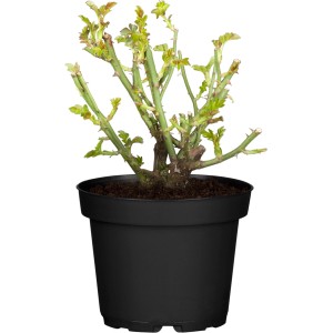 Edelrose Vitalmix im 3L Topf, ca. 20-30 cm hoch, noch ohne Blüten.