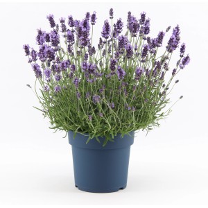 OBI Lavendel "Felice Premium Provence" Topf-Ø ca. 12 cm Lavandula angustifolia