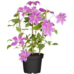 Waldrebe Robuste Sorten Höhe ca. 40 - 60 cm Topf ca. 2 l Clematis Hybride