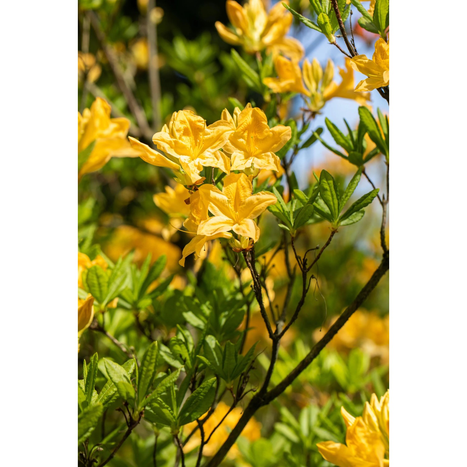Azalee Fraserii Gelb Hhe ca. 30 cm Topf 4,6 l Rhododendron luteum kaufen  bei OBI