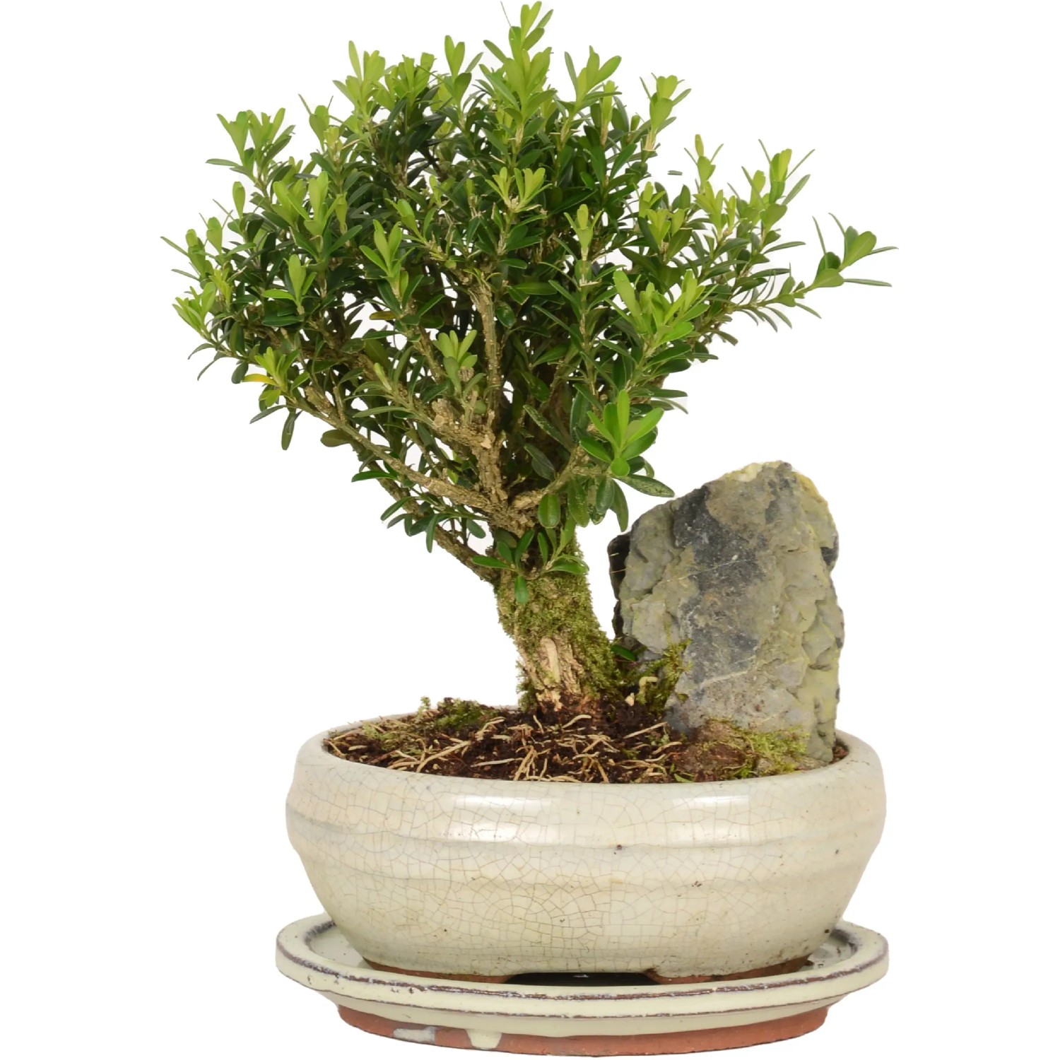 acer palmatum katsura bonsai Acer palmatum Katsura bonsai No.1 – Bonsai Lab main image 0